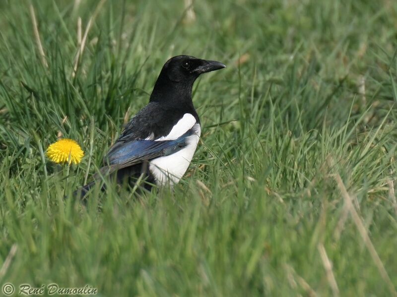 Eurasian Magpie