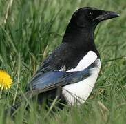 Eurasian Magpie