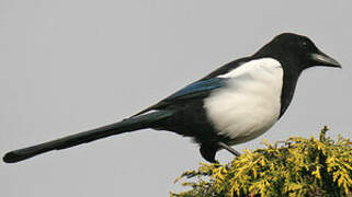 Eurasian Magpie