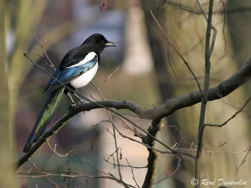 Eurasian Magpieadult