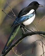 Eurasian Magpie