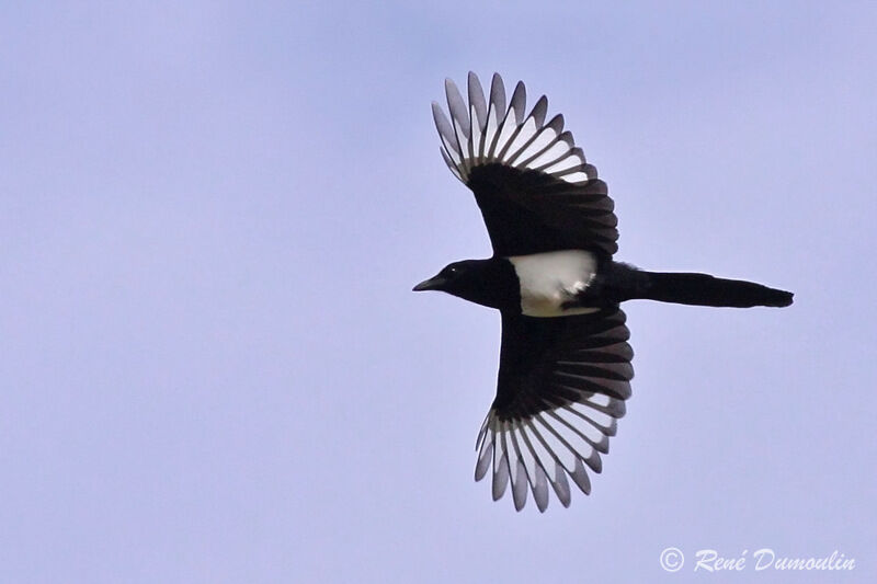 Eurasian Magpieadult, Flight