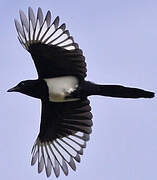 Eurasian Magpie