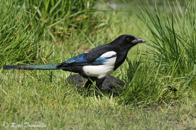 Eurasian Magpieadult, identification