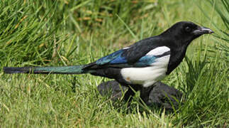 Eurasian Magpie