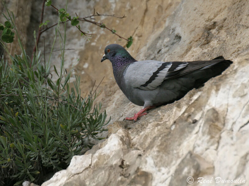 Pigeon bisetadulte