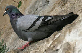 Rock Dove