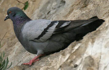 Pigeon biset