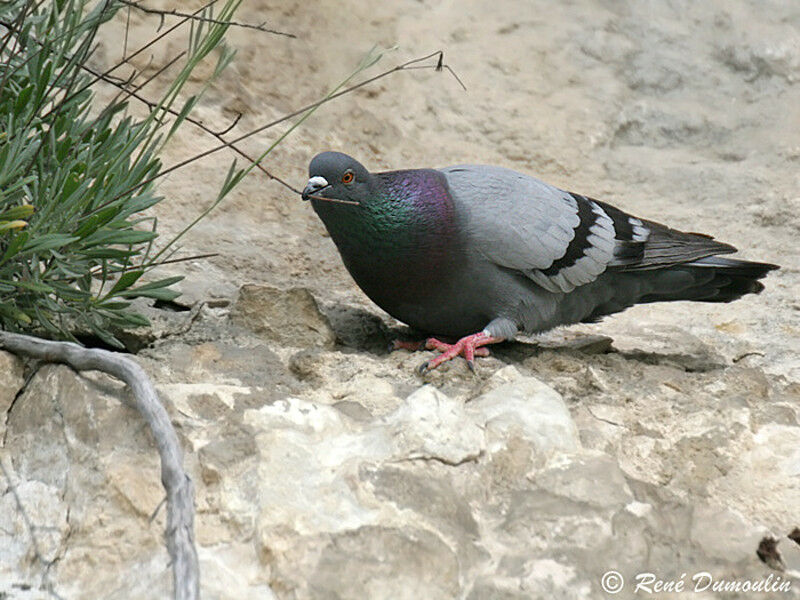 Pigeon bisetadulte