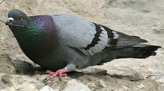 Pigeon biset