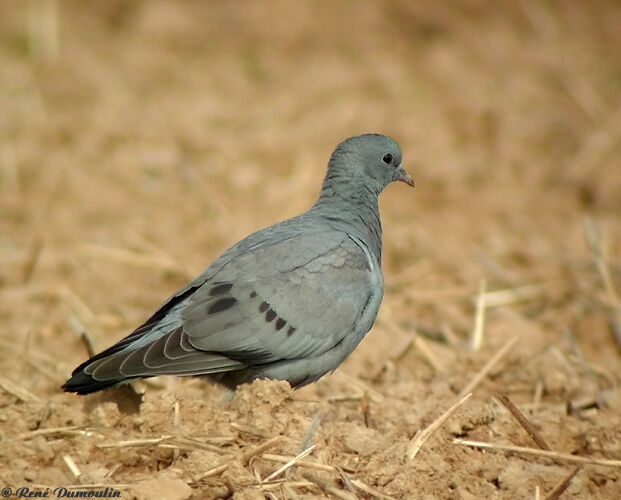 Pigeon colombin