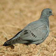 Stock Dove