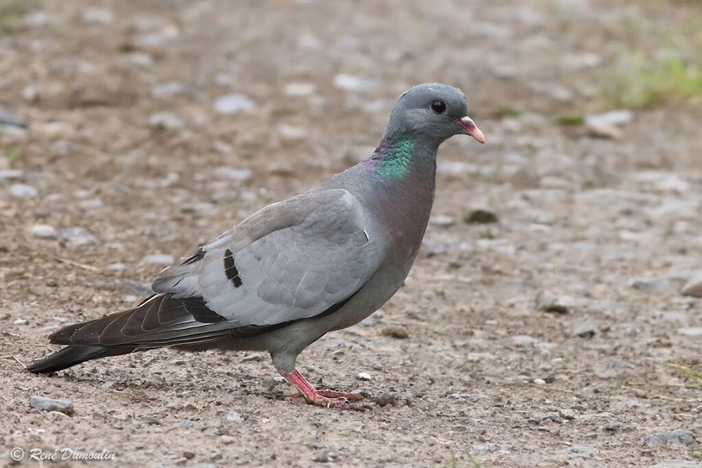 Pigeon colombinadulte nuptial, identification