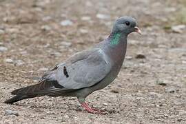 Pigeon colombin