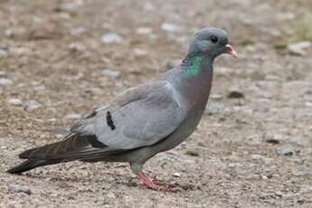 Pigeon colombin