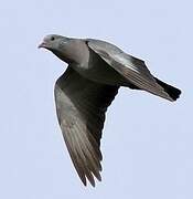 Stock Dove