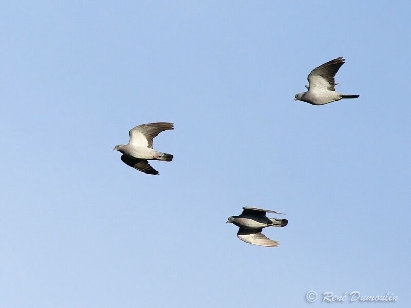 Pigeon colombin, Vol