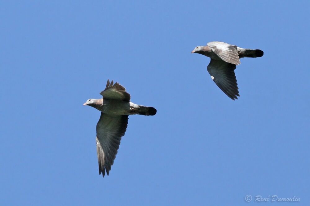 Stock Dove, Flight