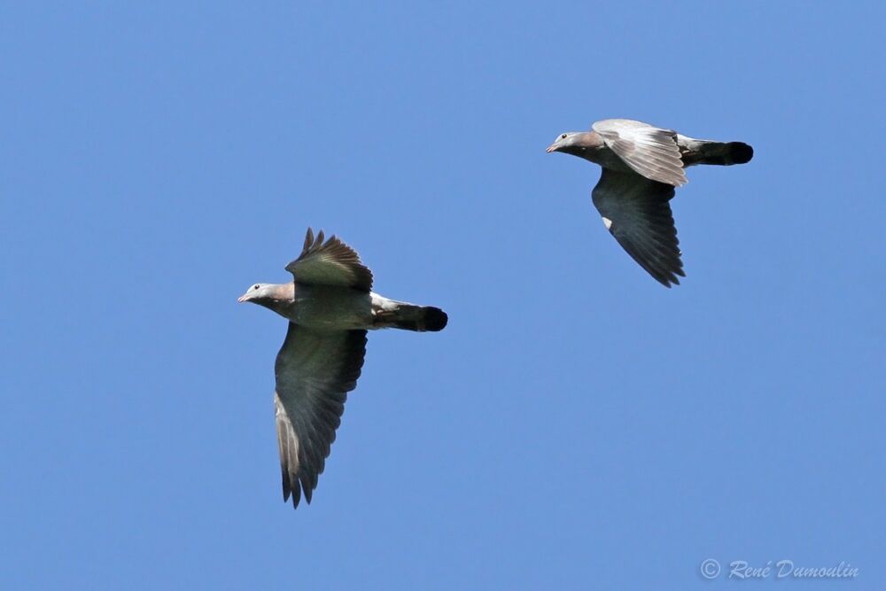 Pigeon colombin, Vol