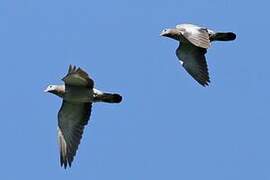 Stock Dove