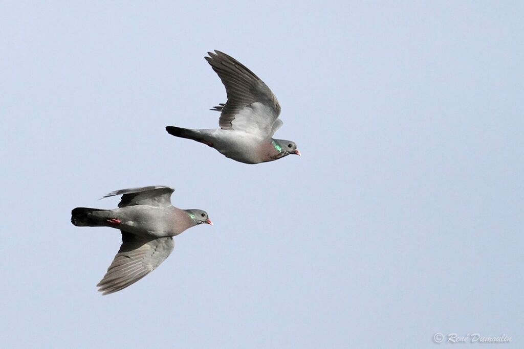 Pigeon colombinadulte nuptial, identification, Vol