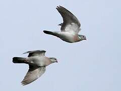 Stock Dove