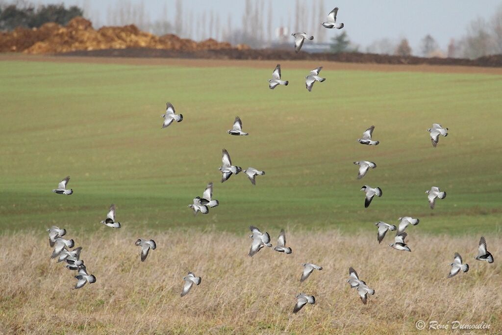 Pigeon colombin, Vol
