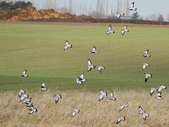 Stock Dove