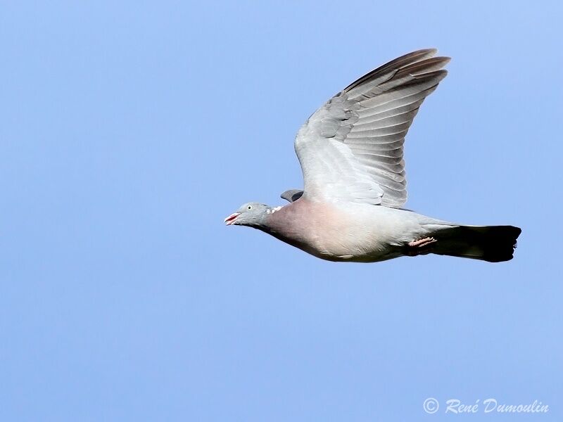 Common Wood Pigeonadult, Flight