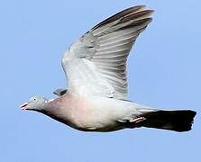 Common Wood Pigeon