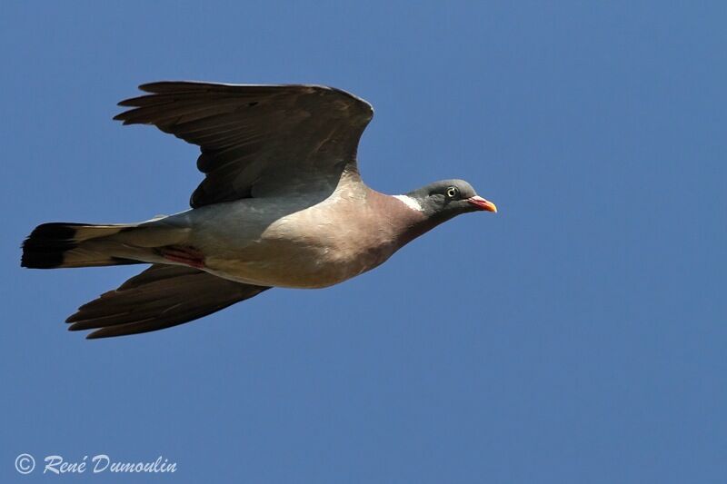 Common Wood Pigeonadult, Flight