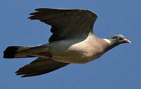 Common Wood Pigeon