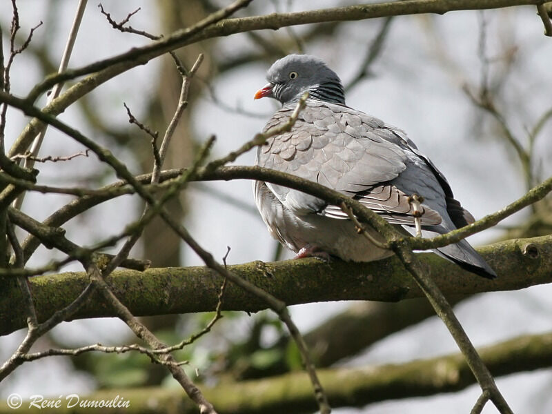 Pigeon ramieradulte