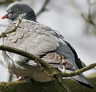 Common Wood Pigeon