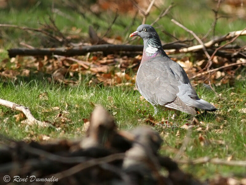 Common Wood Pigeonadult