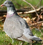 Common Wood Pigeon