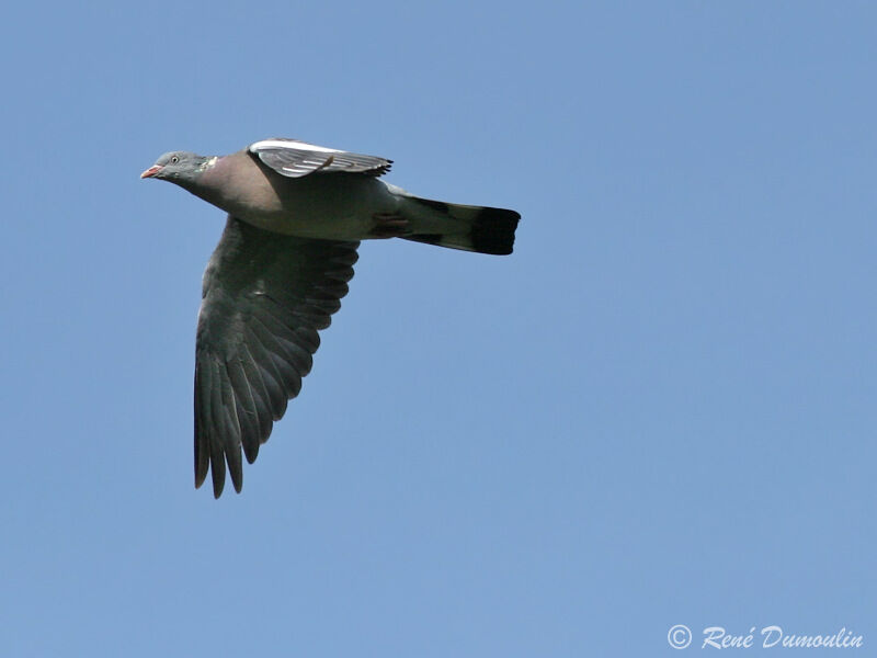 Common Wood Pigeonadult