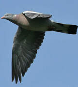 Common Wood Pigeon