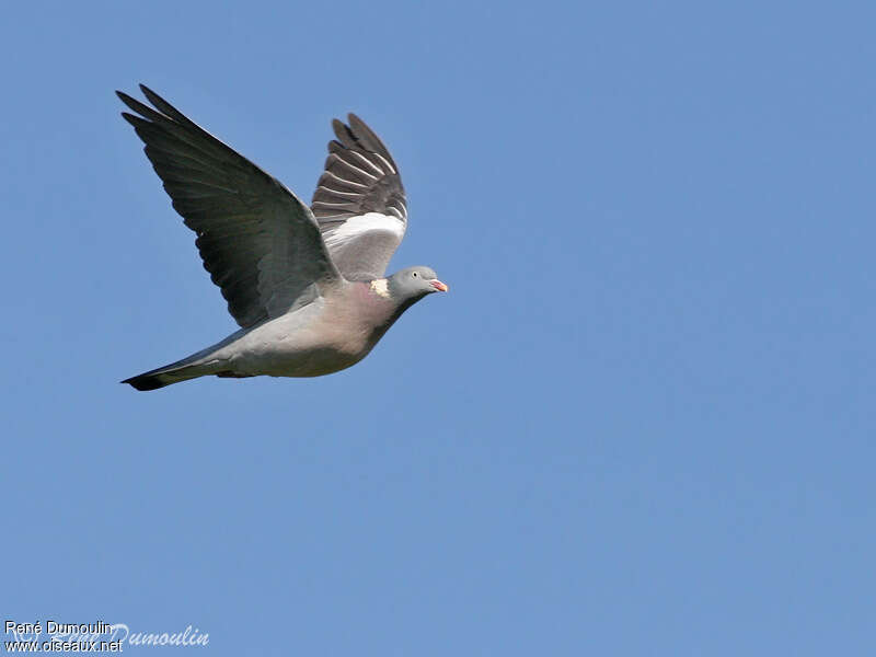 Common Wood Pigeonadult, pigmentation, Flight