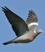 Common Wood Pigeon