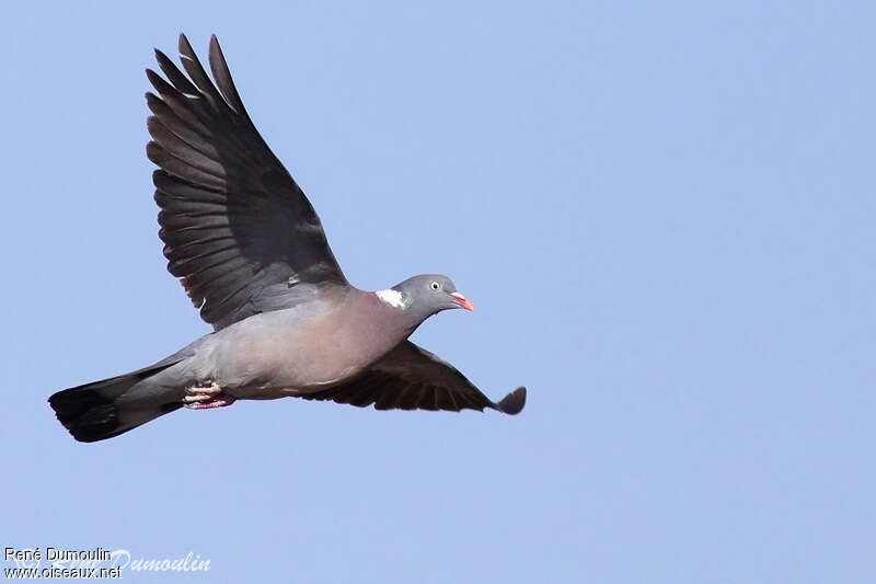 Common Wood Pigeonadult, Flight