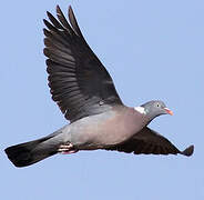 Common Wood Pigeon