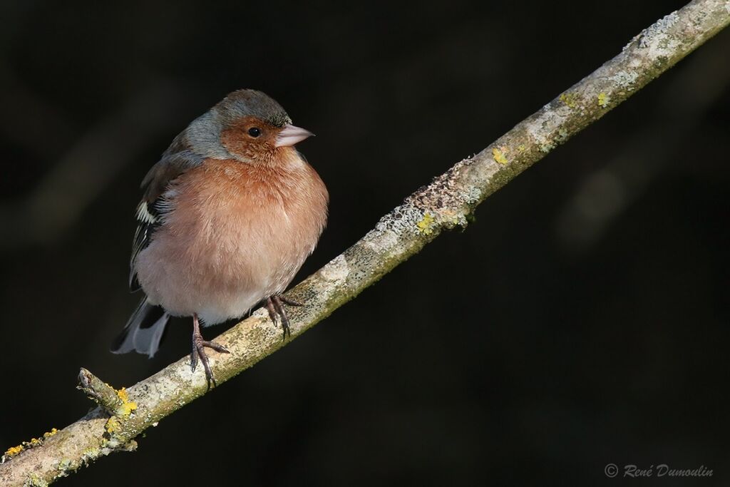 Common Chaffinch male adult transition, identification