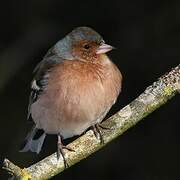 Common Chaffinch