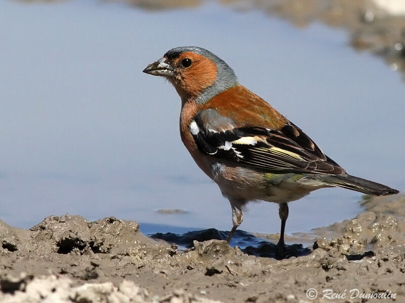 Eurasian Chaffinch male adult breeding, identification