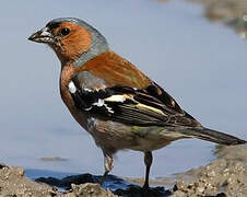 Common Chaffinch