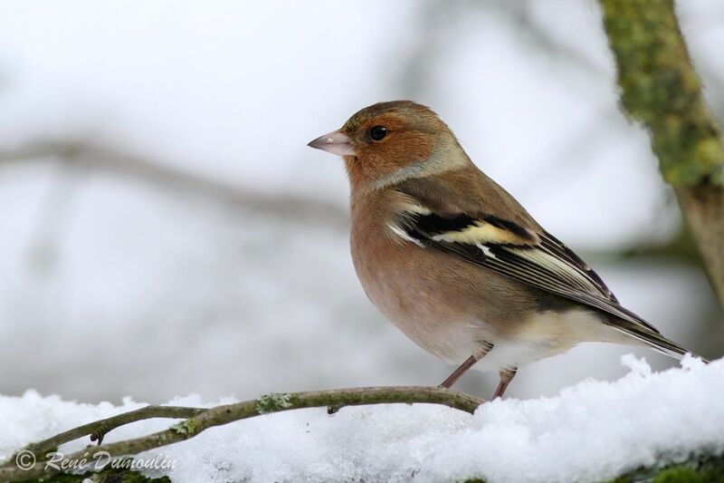 Common Chaffinch male adult, identification