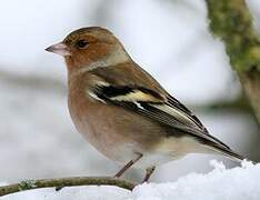 Eurasian Chaffinch