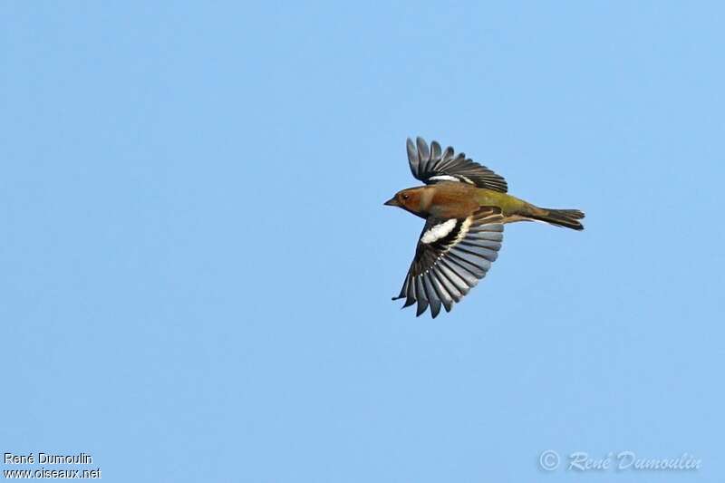 Common Chaffinch male, Flight