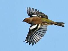 Common Chaffinch